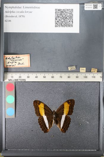 Media type: image;   Entomology 145419